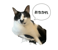 856780338