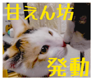 856781432