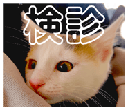 856781460
