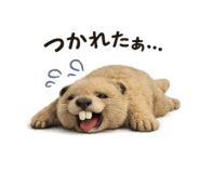 856786155