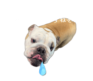 856787987