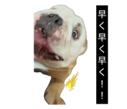 856787995
