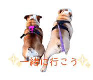 856788011