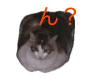 856793530