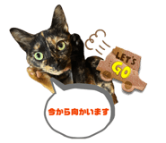 856795533