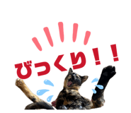 856795547
