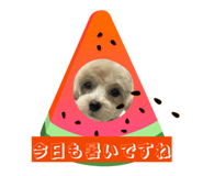 856799568