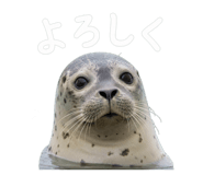 856801365