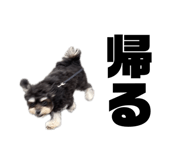 856802818
