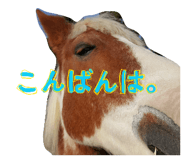 856804156