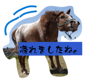 856804163