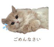 856804509