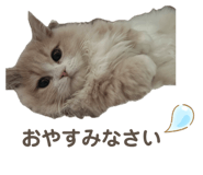 856804520