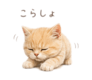 856804945