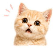 856804951