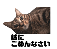 856805281