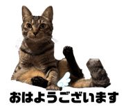 856805284