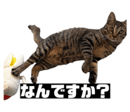 856805290