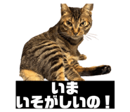 856805291