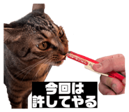 856805294