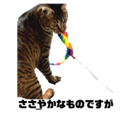 856805296
