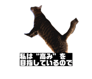 856805300