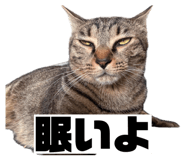 856805301