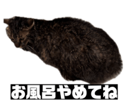856805306
