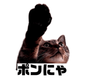 856805309