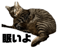 856805310