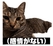 856805312