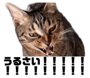 856805314