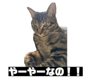 856805316