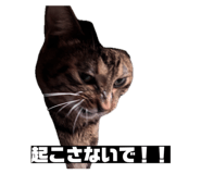 856805320