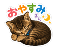 856805500