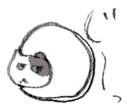856805577