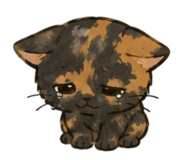 856806107