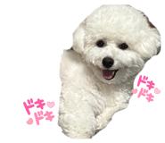 856806706
