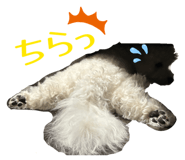 856806717