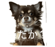856807091
