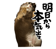 856807099