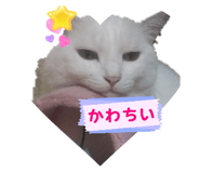 856811153