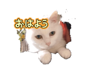 856811154