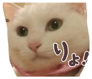 856811159