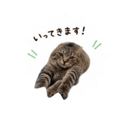 856811527