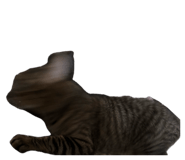 856813891