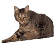 856813912
