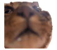 856813915