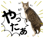 856814585
