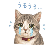 856815509